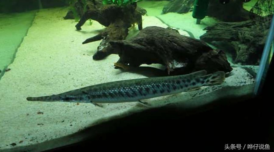 龍魚咬手嗎：龍魚為什么會咬人？