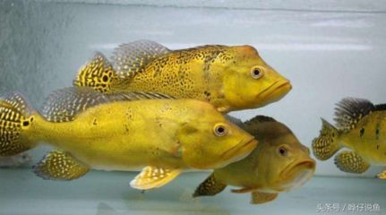 龍魚最忌三種魚：龍魚最忌諱的三種魚