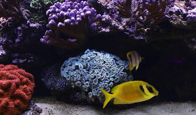 水族燈最佳照明時間設置（水族燈的照明時間設置對于保持水族箱內生態平衡至關重要）