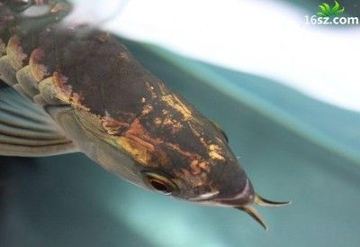 龍魚突然撞缸翻滾死亡：如何防止龍魚撞缸