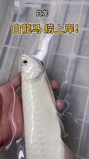 龍魚分類圖片大全集