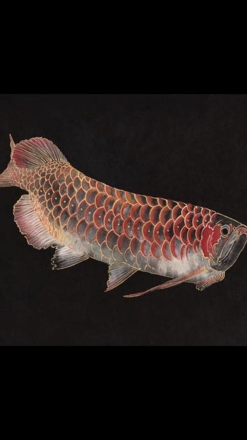 龍魚分類圖片大全集