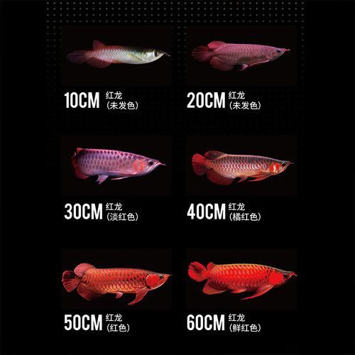 藍(lán)色的金龍魚是什么魚圖片