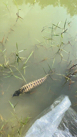 藍(lán)色的金龍魚是什么魚圖片