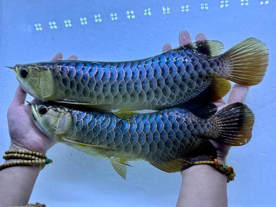 藍(lán)色的金龍魚是什么魚圖片