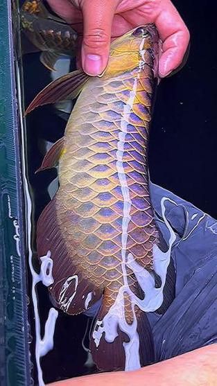 藍(lán)色的金龍魚是什么魚圖片