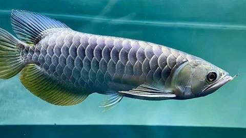 藍(lán)色的金龍魚是什么魚圖片