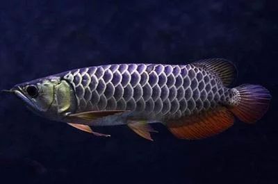 紅龍魚食量怎樣計算出來的（如何計算紅龍魚的食量）