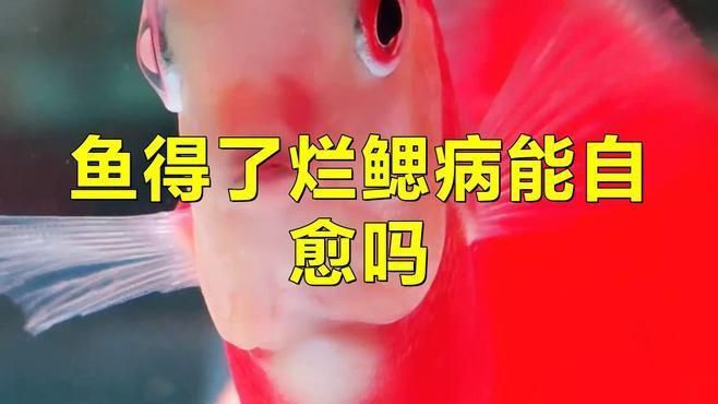 龍魚爛鰓能自愈嗎？