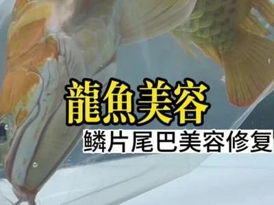 龍魚拔鱗片干嘛【治療受傷或腐爛的鱗片，龍魚拔鱗片手術時需要注意以下幾點】