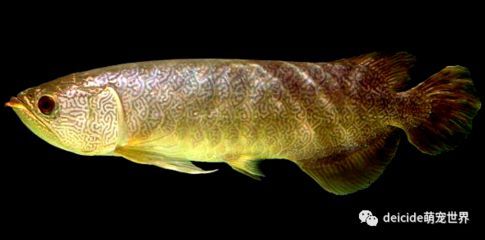 龍魚只吃飼料怎么辦：龍魚飼料品牌推薦,改善龍魚飲食結(jié)構(gòu)方法,龍魚飼料營養(yǎng)成分解析