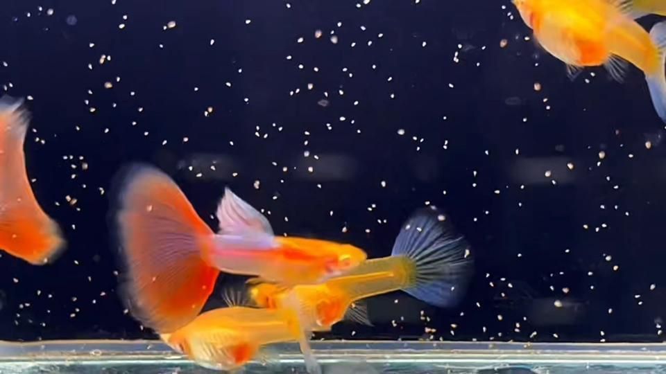 如何預防魚類的內寄與腸炎？