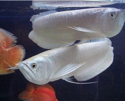 銀龍魚出生到15厘米要多久（銀龍魚從出生到15厘米需要多久？）