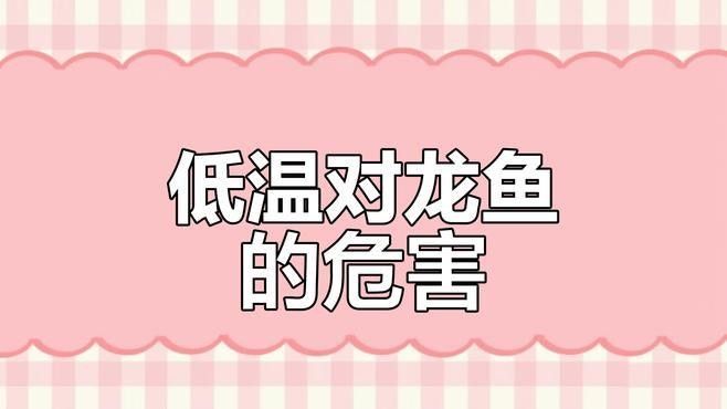 龍魚(yú)水溫低于20度