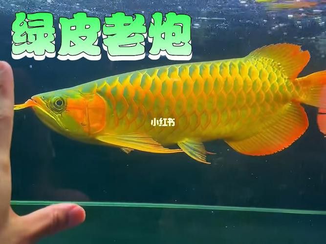 給我一些綠皮紅龍的圖片