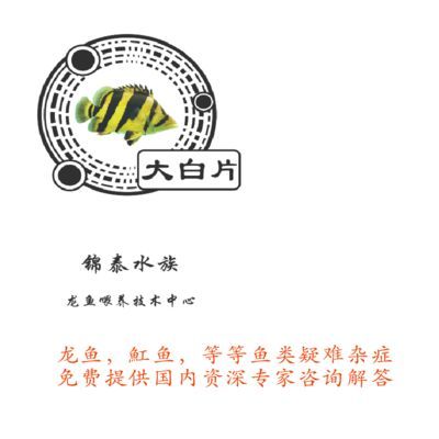 24k金金龍魚：如何辨別金龍魚24K的真?zhèn)危? title=