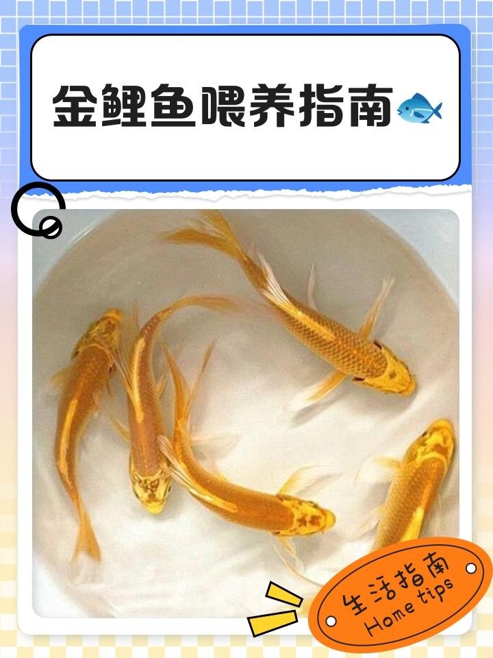 金龍魚飼料能喂金里魚嗎怎么喂