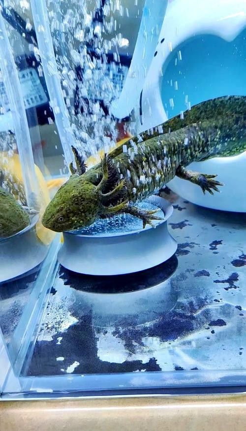 恐龍魚和虎魚混養可以嗎圖片