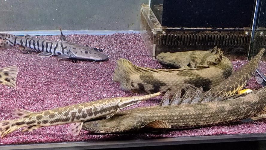 恐龍魚和虎魚混養可以嗎圖片