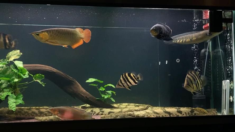 恐龍魚和虎魚混養可以嗎圖片