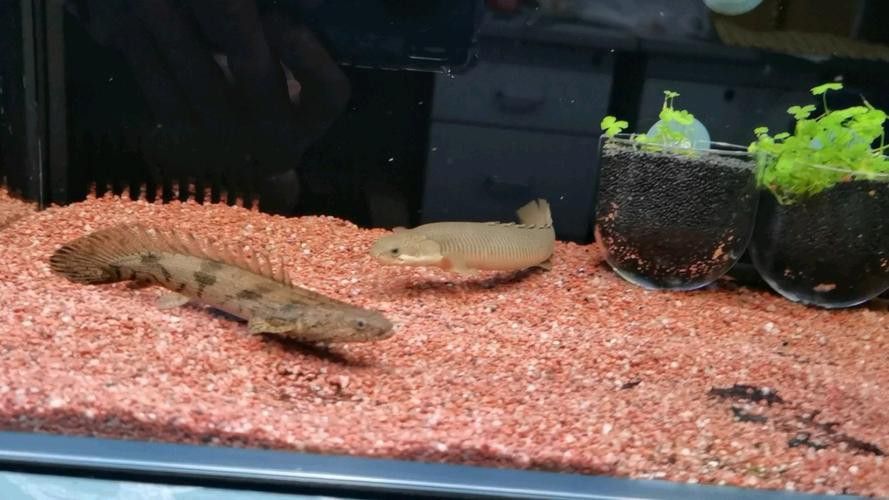 恐龍魚和虎魚混養可以嗎圖片