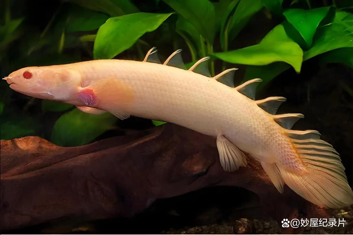 恐龍魚和虎魚混養可以嗎圖片