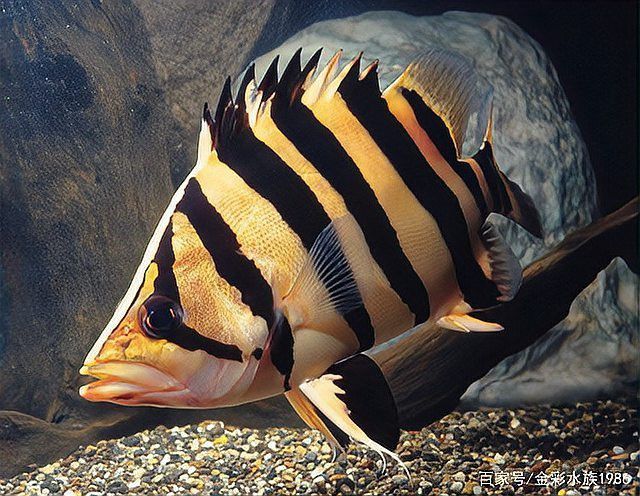 恐龍魚和虎魚混養可以嗎圖片