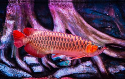 龍魚知識：關于龍魚的一些知識