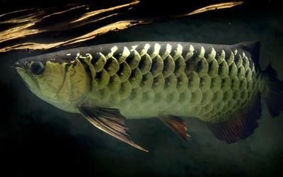 龍魚知識：關于龍魚的一些知識