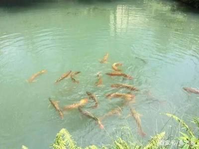 龍魚喂河里的魚會怎樣：喂食龍魚活的河魚是可行的，但也需要注意控制喂食的量