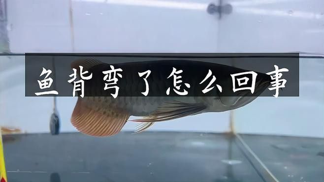 如何判斷龍魚是否駝背？ 如何判斷龍魚是否駝背？ 龍魚百科 第1張