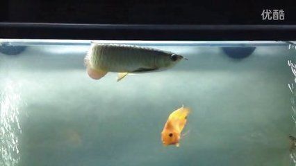 金龍魚用白色做背景如何搭配（金龍魚使用白色背景的一些搭配技巧和注意事項）