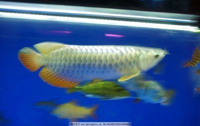 金龍魚用白色做背景如何搭配（金龍魚使用白色背景的一些搭配技巧和注意事項(xiàng)）