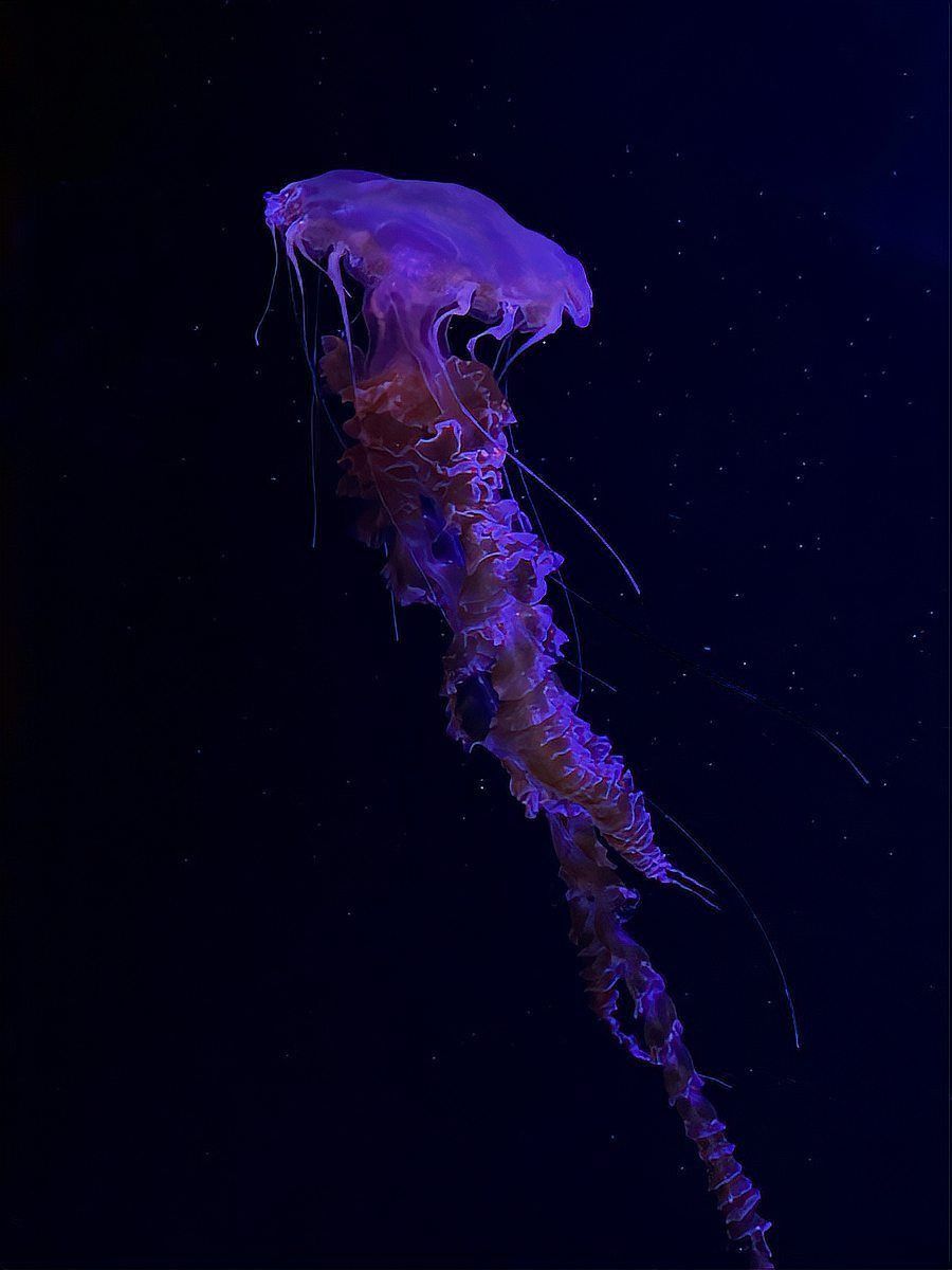 黑鱗龍魚認(rèn)主后有哪些表現(xiàn)？