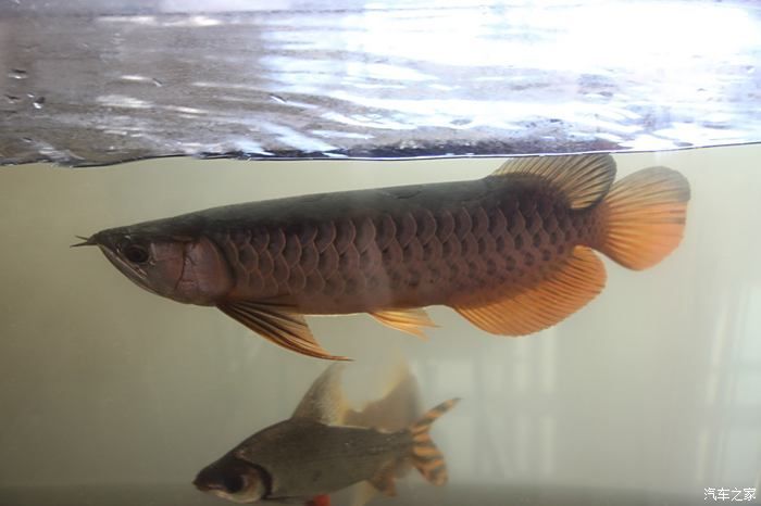 龍魚之家的魚怎么樣好吃嗎：龍魚與其他海鮮比較，龍魚的保存方法和技巧和技巧