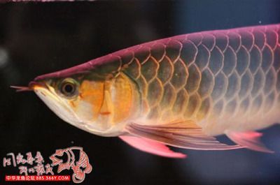 龍魚之家的魚怎么樣好吃嗎：龍魚與其他海鮮比較，龍魚的保存方法和技巧和技巧