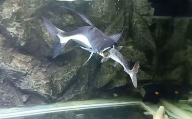 龍魚(yú)側(cè)游與靠近缸壁的關(guān)系（龍魚(yú)側(cè)游不直接表示它靠近缸壁，但側(cè)游可能與缸壁有關(guān)）