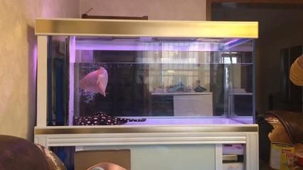 龍魚(yú)側(cè)游與靠近缸壁的關(guān)系（龍魚(yú)側(cè)游不直接表示它靠近缸壁，但側(cè)游可能與缸壁有關(guān)）