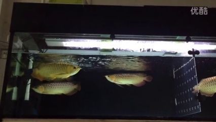 喂龍魚用什么工具好一點：龍魚關燈后游動的原因