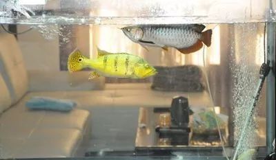 金龍魚和皇冠三間混養怎樣養好：金龍魚和皇冠三間可以混養嗎