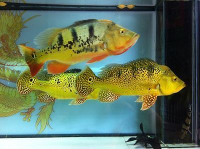 金龍魚和皇冠三間混養怎樣養好：金龍魚和皇冠三間可以混養嗎