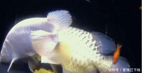 金龍魚變異：關(guān)于“金龍魚變異”的一些信息需要注意的信息