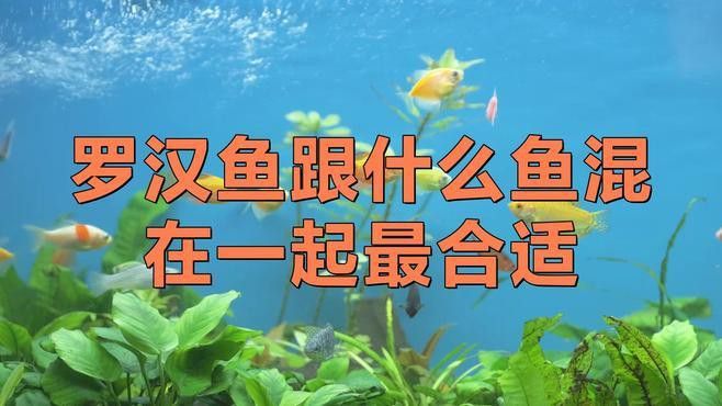 羅漢魚能和金龍魚混養(yǎng)嗎
