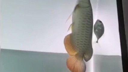 龍魚頭朝下（龍魚頭朝下怎么辦）