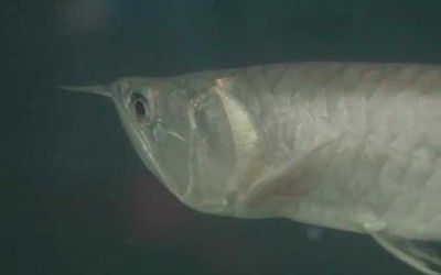 銀龍魚吃了又吐出來是什么原因（銀龍魚吃了又吐出來可能由多種原因引起）