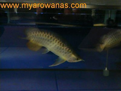 皇宮龍魚芯片查詢網址【如何找到皇宮龍魚芯片查詢網址】