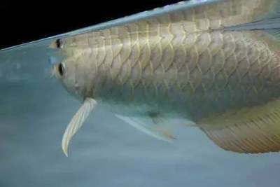 雷龍魚突眼癥的治療方法：如何判斷雷龍魚患有突眼癥