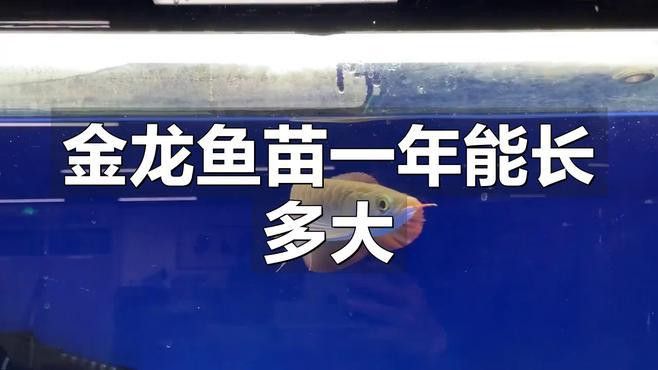 泰國金龍魚苗