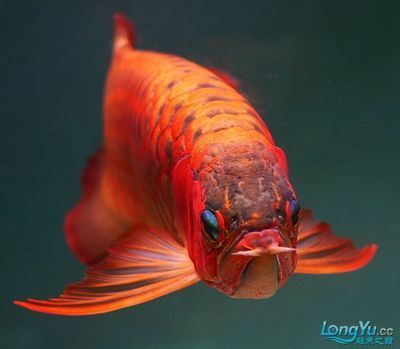 紅龍魚壽命能活幾年（紅龍魚的壽命是多少年紅龍魚能活多久銀龍魚能活多久）