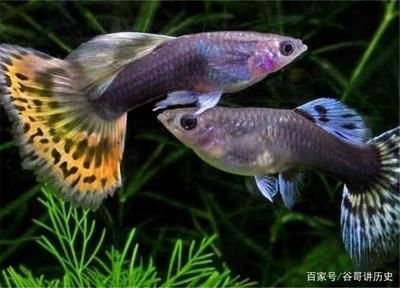 龍魚(yú)好養(yǎng)活嗎為什么，